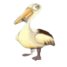 pelican